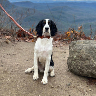 Pets, front side, pet accessories, dog collars, dog leashes, dog toys, dog bone toy, leather collars, unique dog collars and leashes, handmade collars and leashes, liamandlana.com 